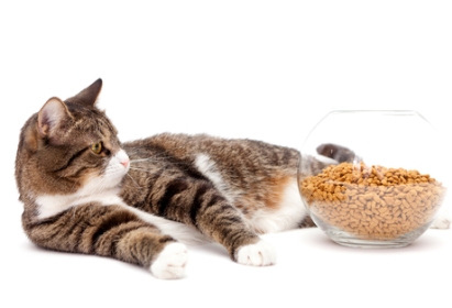 cat_food_bowl_main