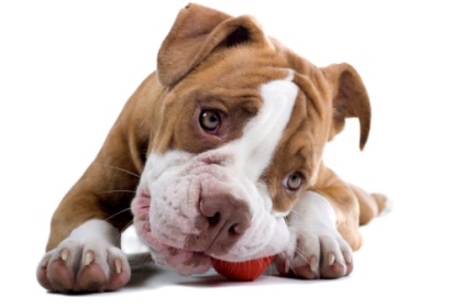 Renaissance Bulldog dog isolated on a white background.playing with a red ball