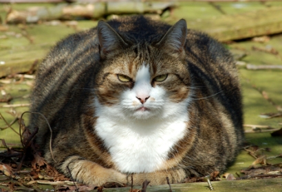fat_cat_main