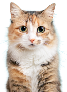פנסיון חתולים | פנסיון לחתולים ומוסד טיפולי