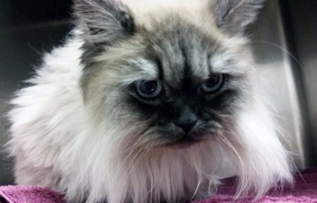 מדריך חיסון לחתולים