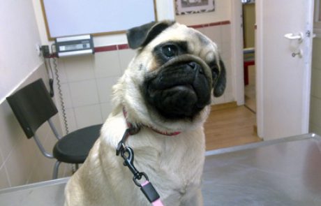 הכלב התוקפן שלי / הגר וילסון