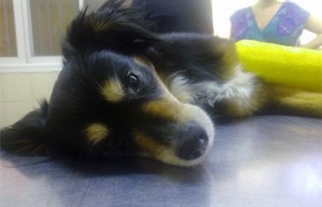 עזרה ראשונה לחתול ולכלב – חלק א' / ד"ר ענת מילנר-רוטרמן