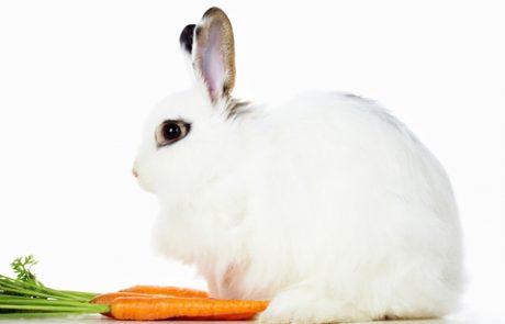 ארנבות וגידול ארנבות