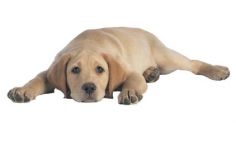 פיומטרה – עוד סיבה טובה לעקר את הכלבה