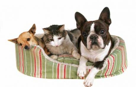 חיסון לכלבים וחתולים